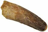 Real Fossil Spinosaurus Tooth - Feeding Worn Tip #311281-1